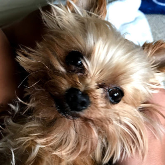 Meet your Posher, Ava - Picture 1 of 1